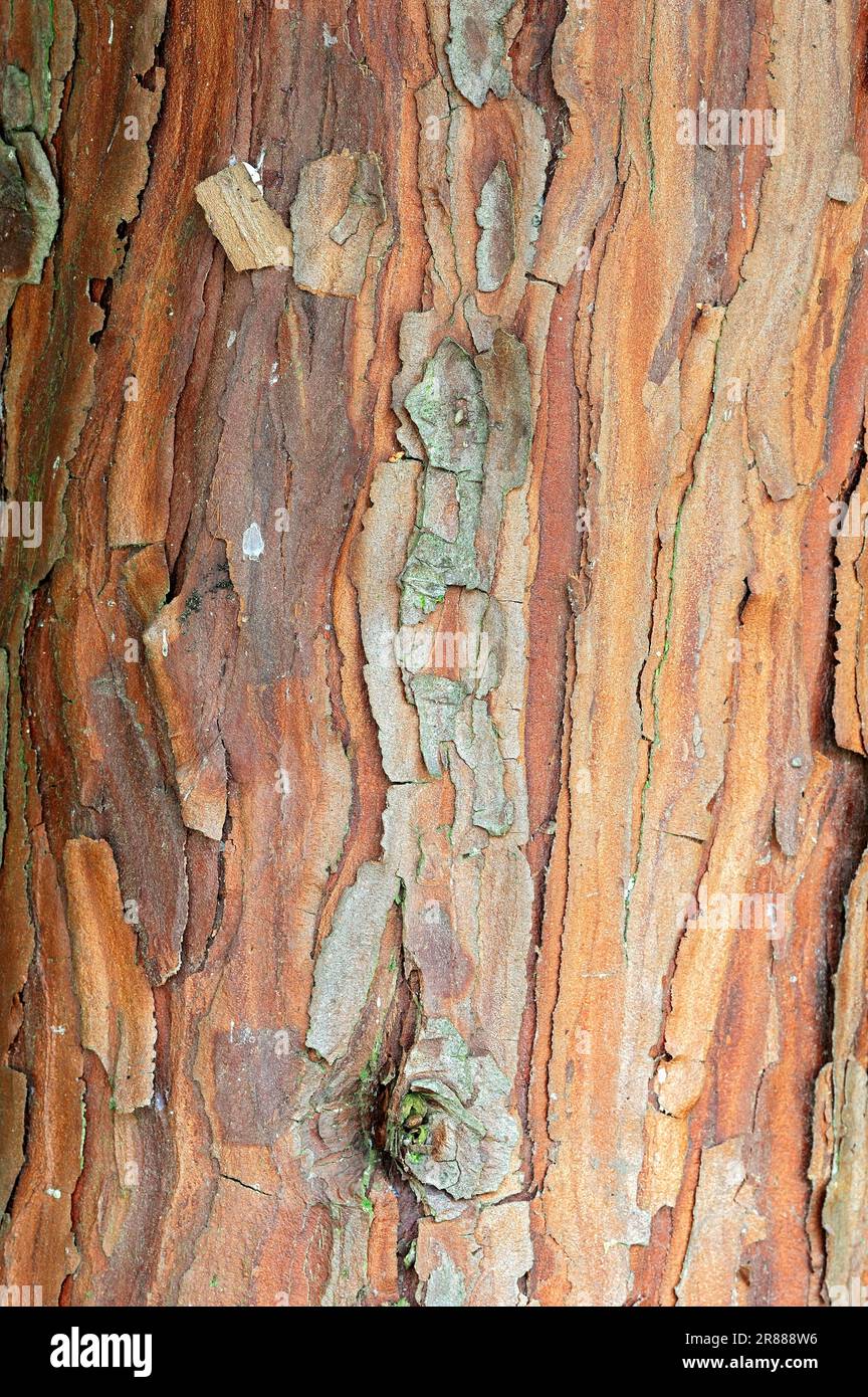 Arborvitae (thuja) (Thuja occidentalis), bark, common, tree bark Stock Photo