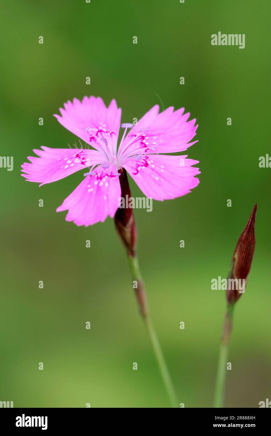 Hymenoptera, maiden pinks (Dianthus deltoides), Germany Stock Photo