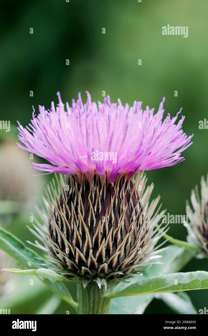 Bachelor's Button (Centaurea pulcherrima), Pink Bachelor's Button Stock ...