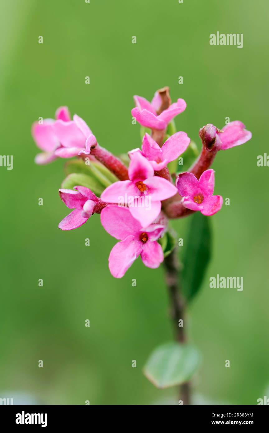 Garland flower (Daphne cneorum), Rose daphne, Garland flower, Rock daphne Stock Photo
