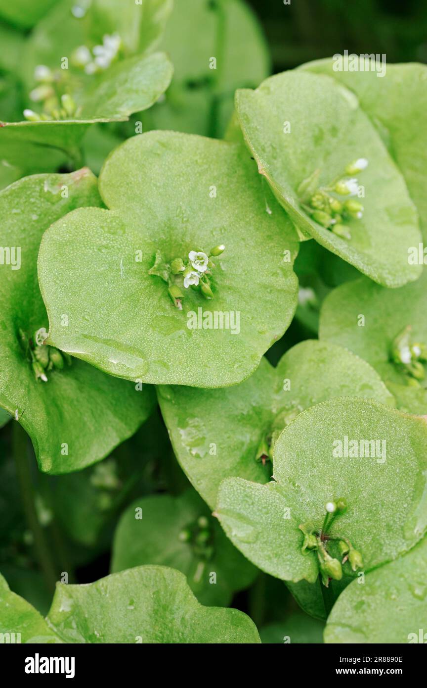 Mountain Lettuce (Montia perfoliata), miner's lettuce (Claytonia perfoliata), Spring Beauty, Indian Lettuce Stock Photo