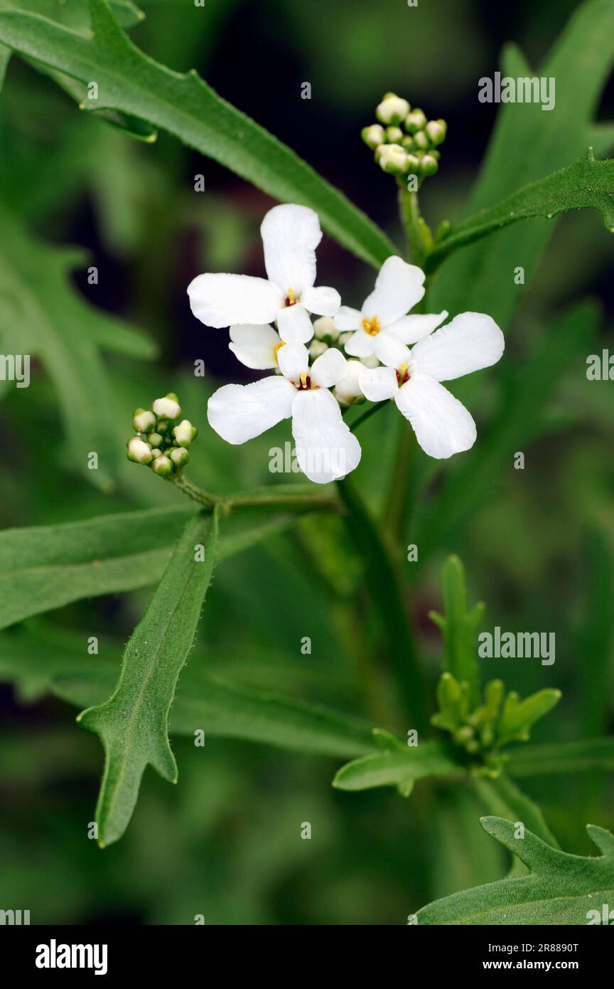 Spice Pages: Rocket (Eruca sativa, Sisymbrium officinale, rucola, arugula)