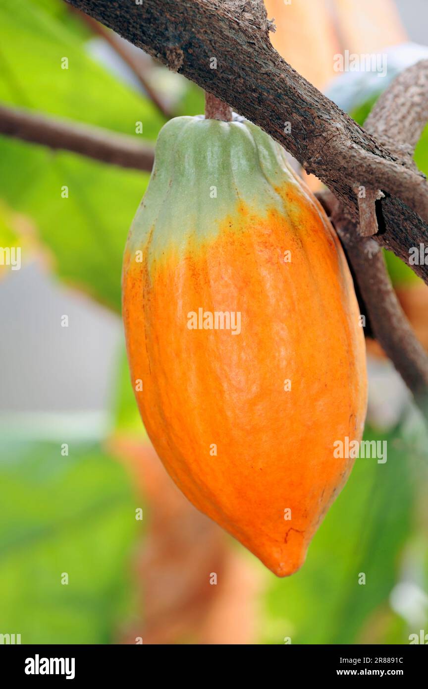 Cocoa tree (Theobroma cacao), fruit Stock Photo Alamy
