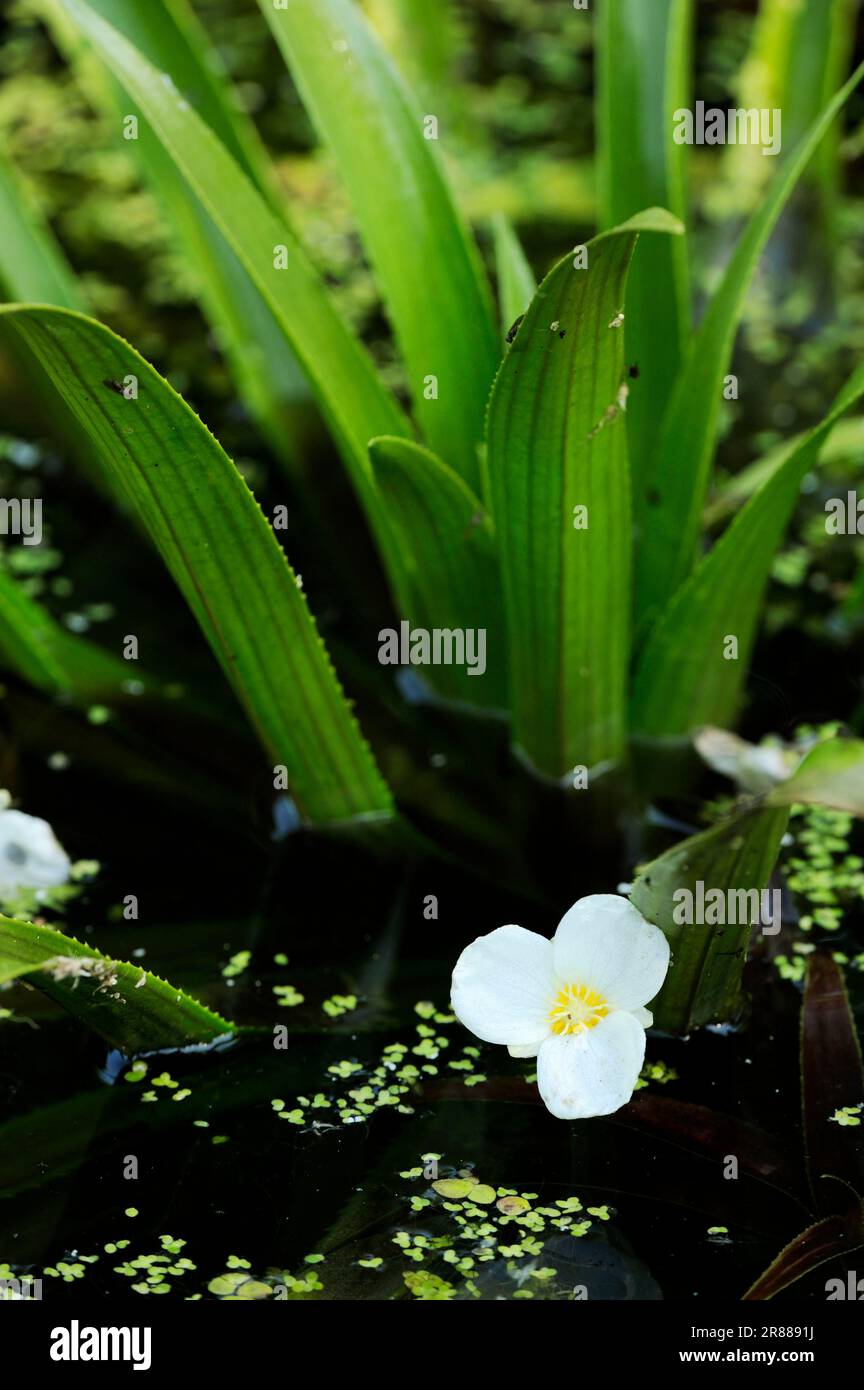 Water soldiers (Stratiotes aloides), North Rhine-Westphalia, Water aloe (Hydrocharitaceae), Germany Stock Photo
