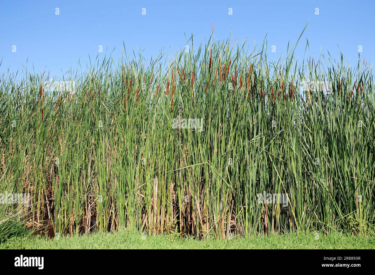 Southern Cattail, Greece (Typha domingensis), Southern Cat-Tail Stock Photo