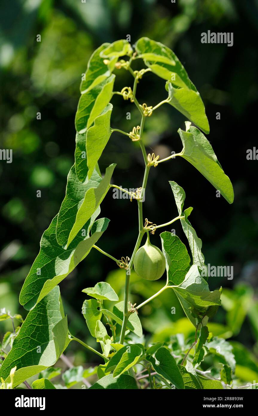 Birthwort (Aristolochia clematitis), Greece Stock Photo - Alamy