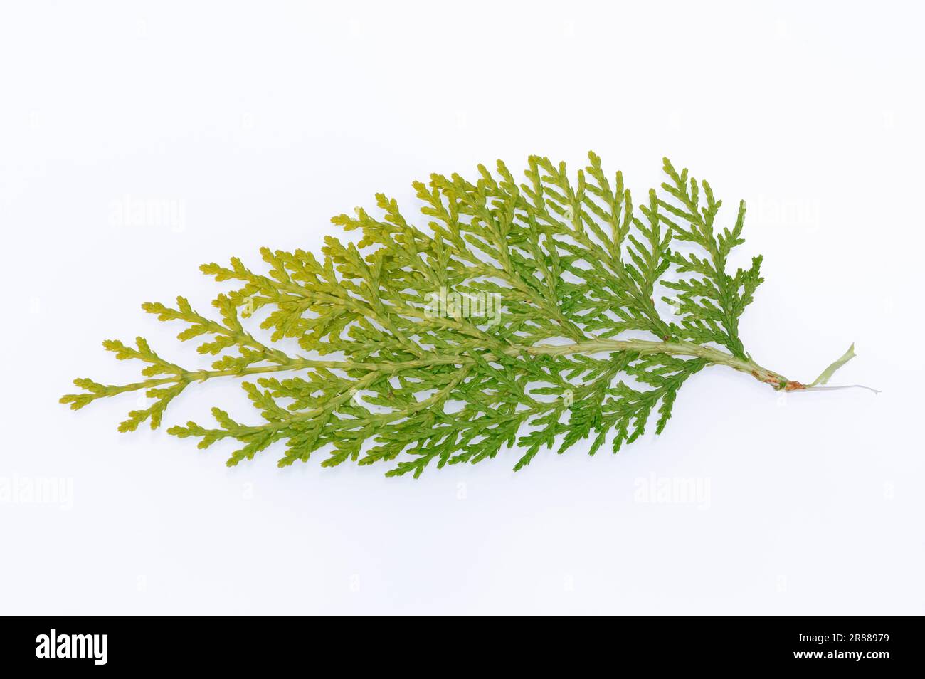 Oriental Thuja (Thuja orientalis), Oriental Arborvitae (Platycladus orientalis) Stock Photo