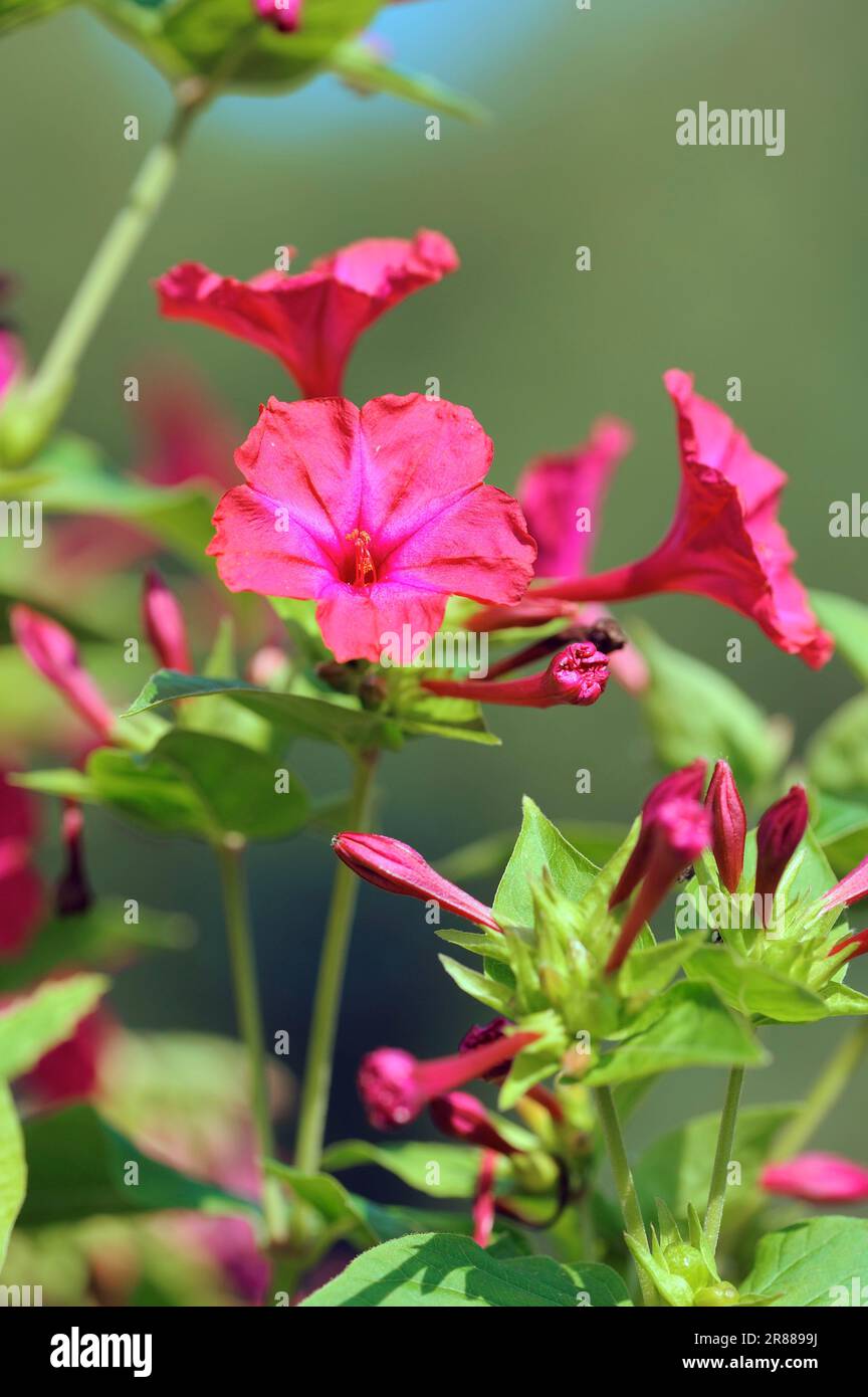 Four oclock plant hires stock photography and images Alamy