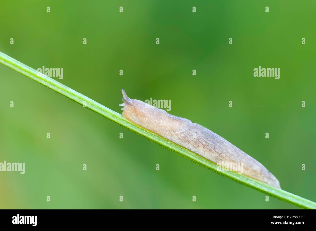 Caruana's slug (Deroceras caruanae / invadens: Agriolimacidae), with their  dart-sacs inflated, in circling courtship UK Stock Photo - Alamy