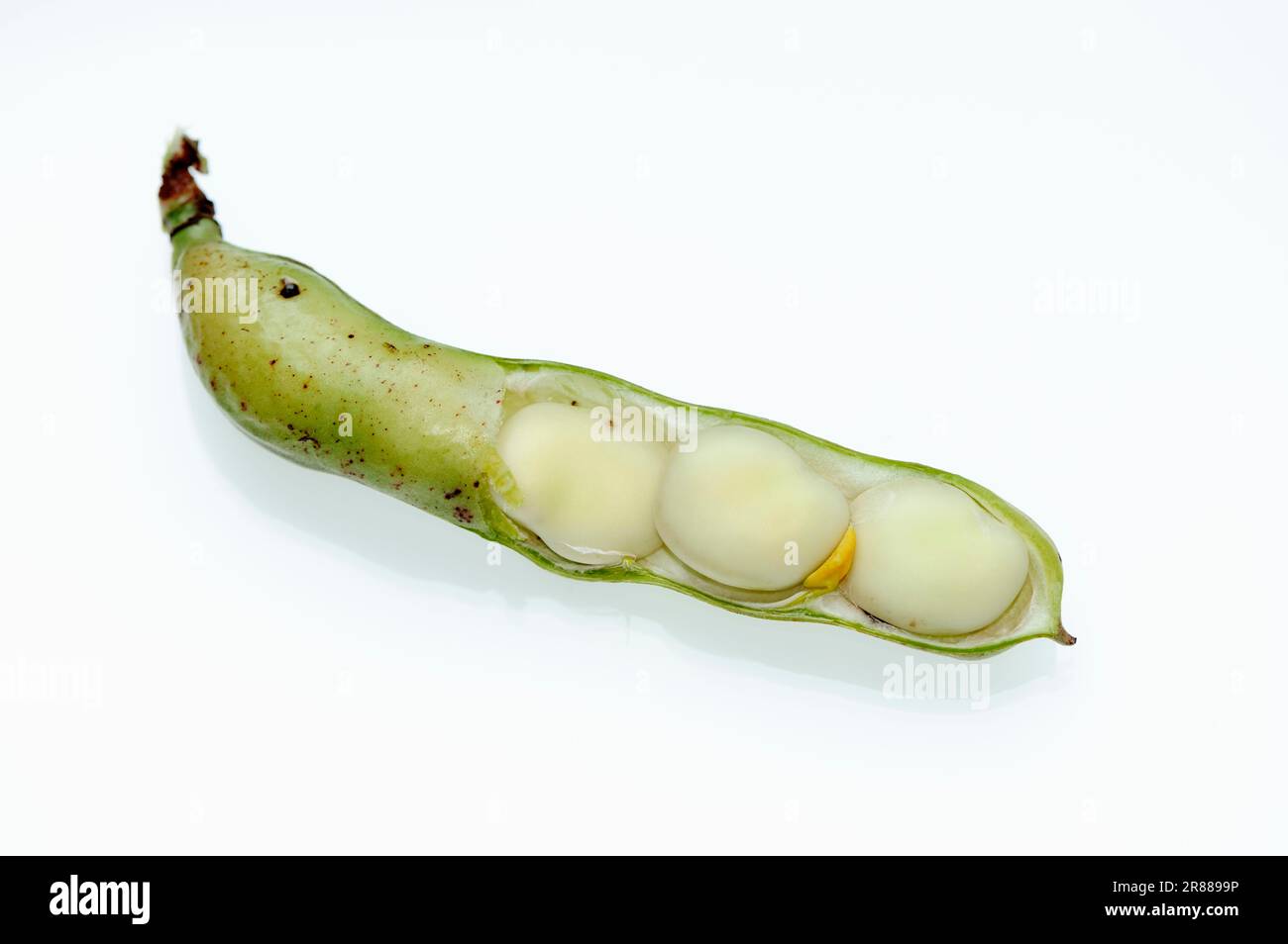 Field bean, pod and beans, broad bean (Vicia faba), horse bean, broad