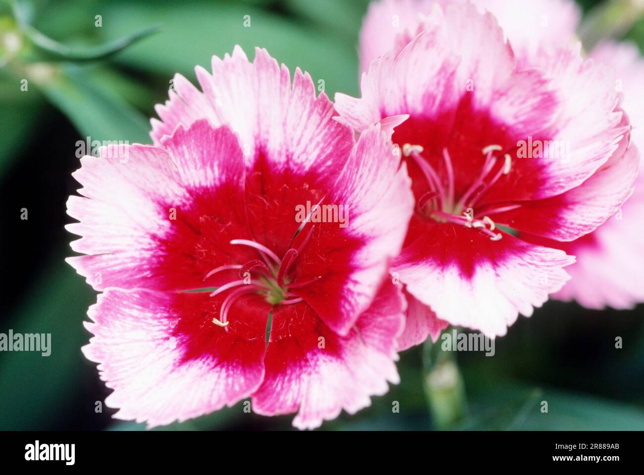 Chinese Pink, China Pink, Rainbow Pink (Dianthus chinensis) Stock Photo