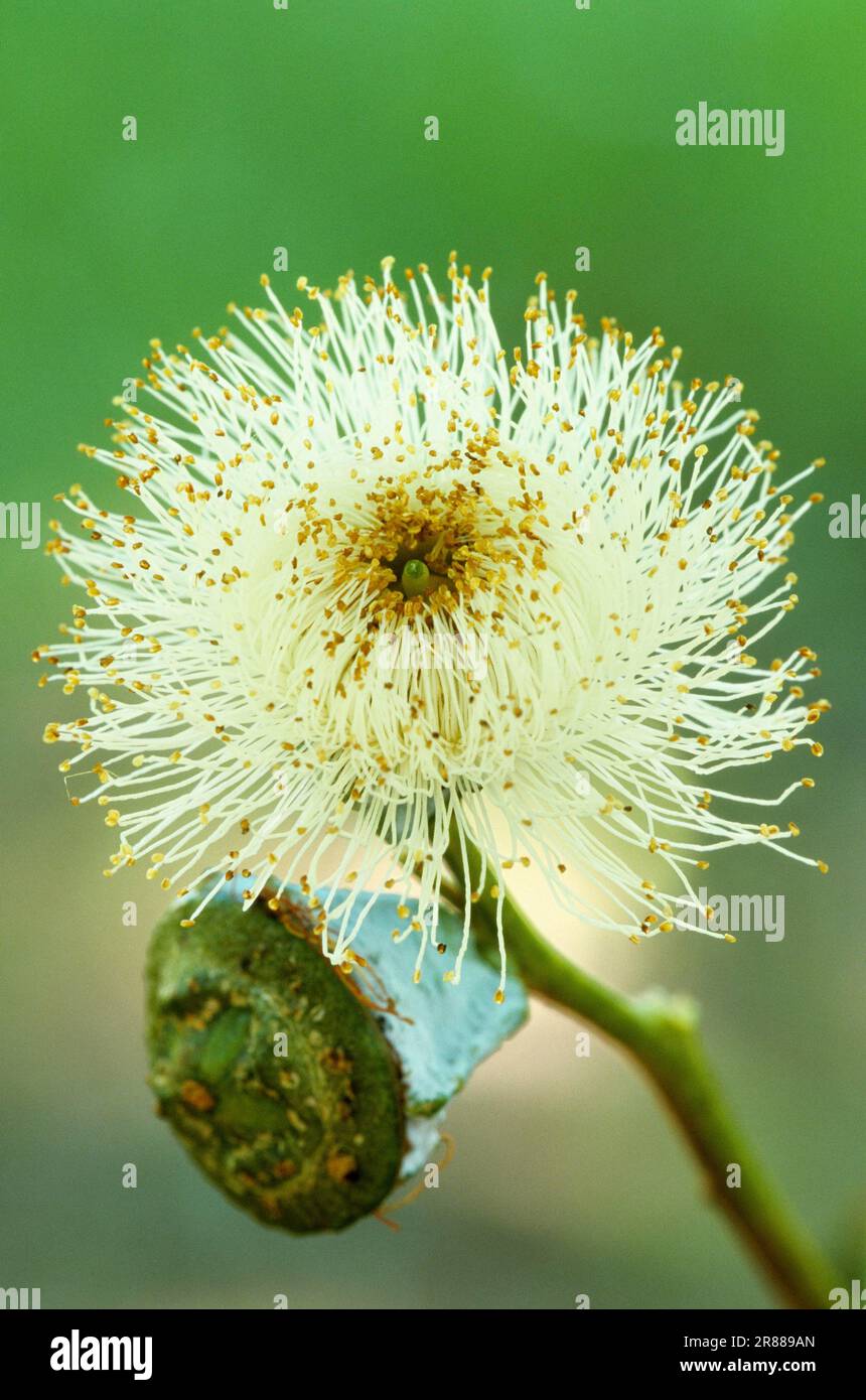 Common fever tree, Flower and fruit capsule, Eucalyptus tree, Blue