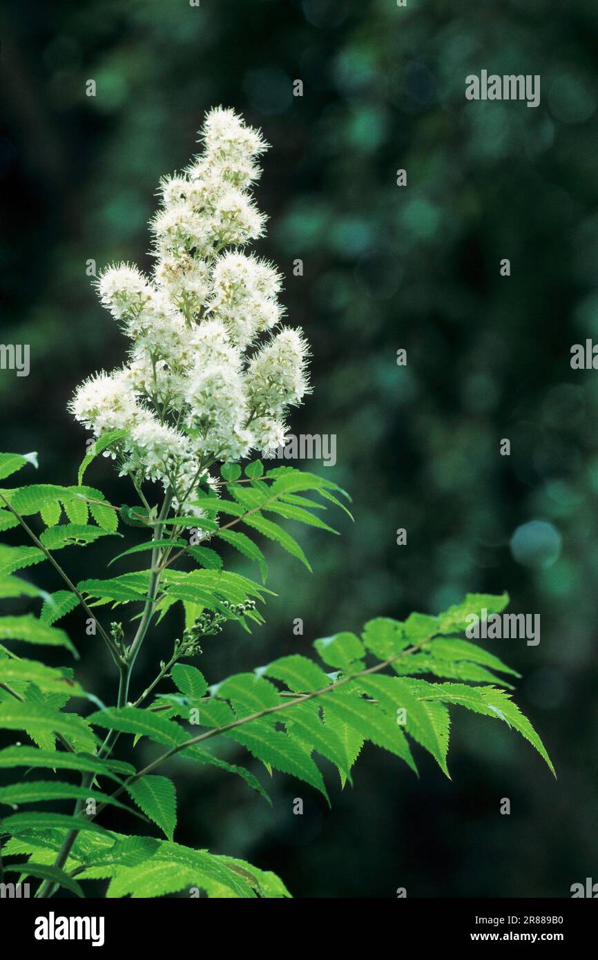 Siberian fescue (Spiraea sorbifolia), common fescue, rowan-leaved ...