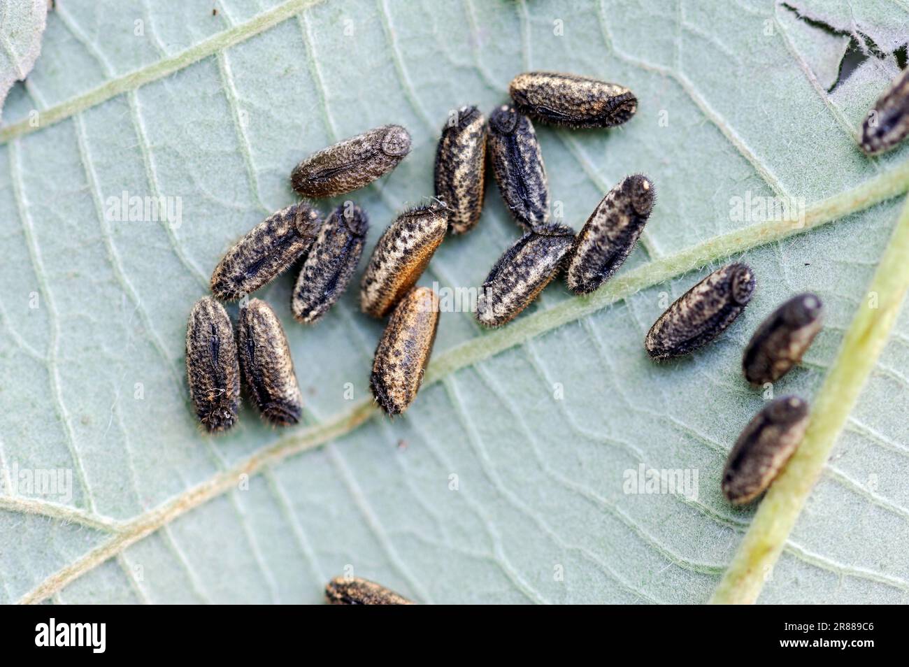 Winged pink winged stick insect (Sipyloidea sipylus), Eggs, Stick