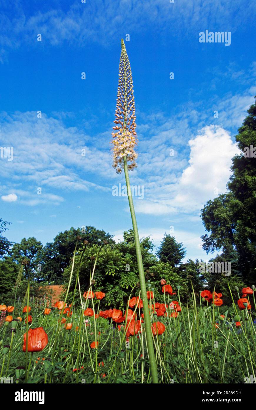 Himalayan Foxtail Lily (Eremurus himalaicus) Stock Photo