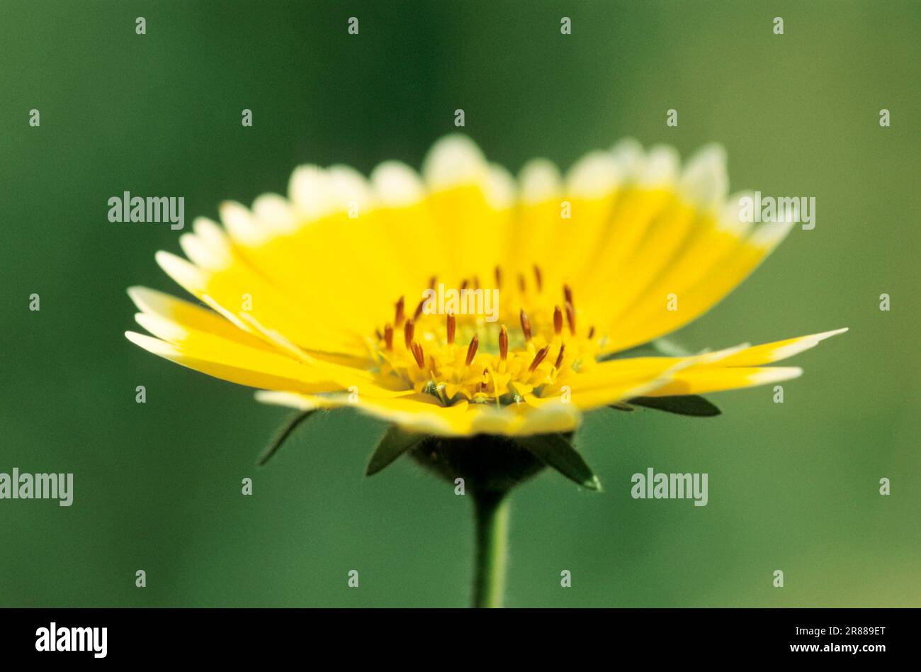 Tidy Tips (Layia platyglossa Stock Photo - Alamy