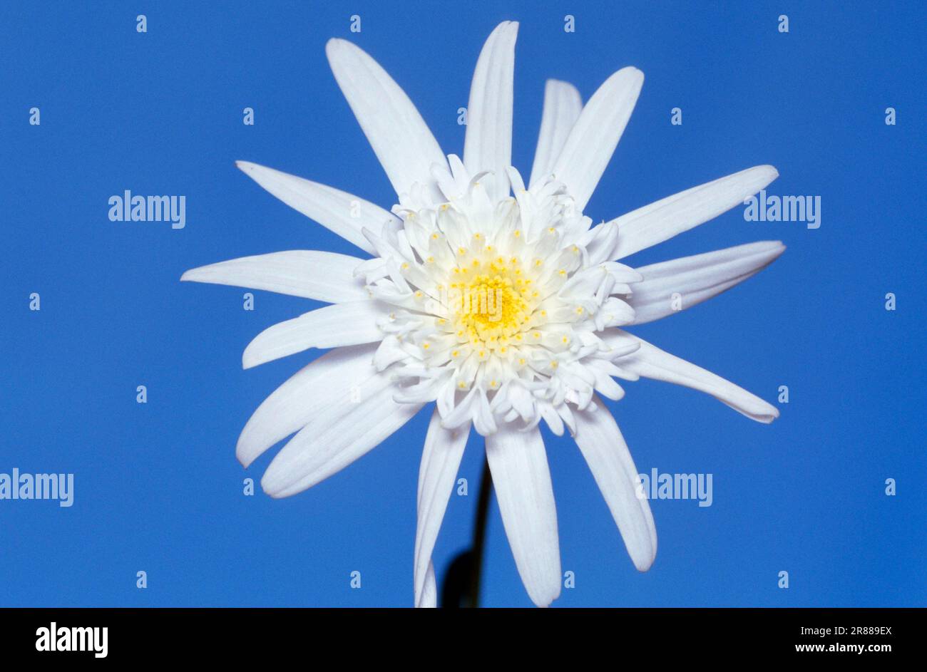 Shasta daisy (Chrysanthemum maximum) Stock Photo