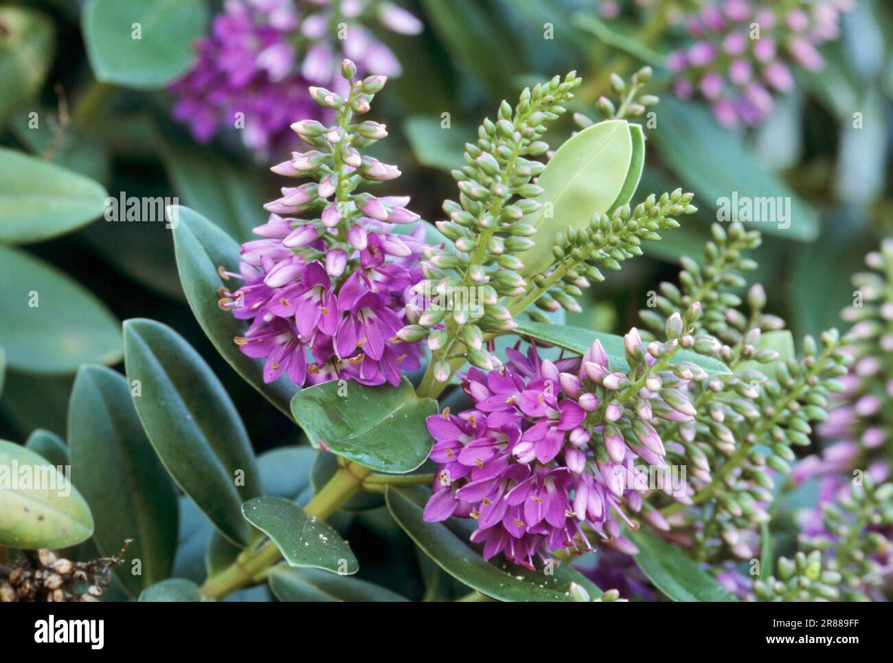 Variegata Hebe (Hebe andersonii Hybride), Purple Queen Stock Photo