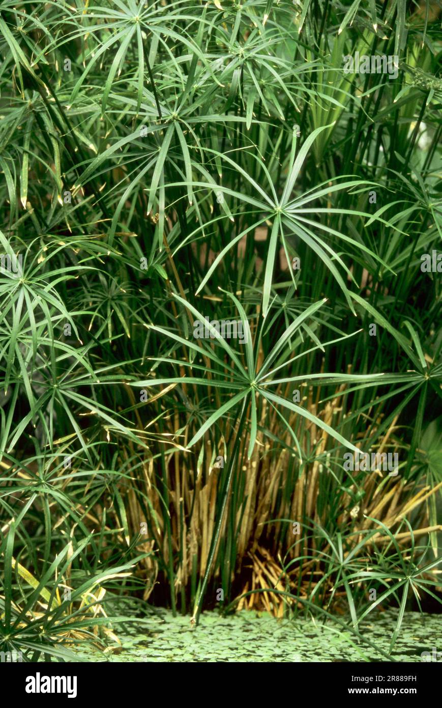 Umbrella papyrus (Cyperus alternifolius) (Cyperus involucratus), umbrella papyrus, umbrella sedge Stock Photo