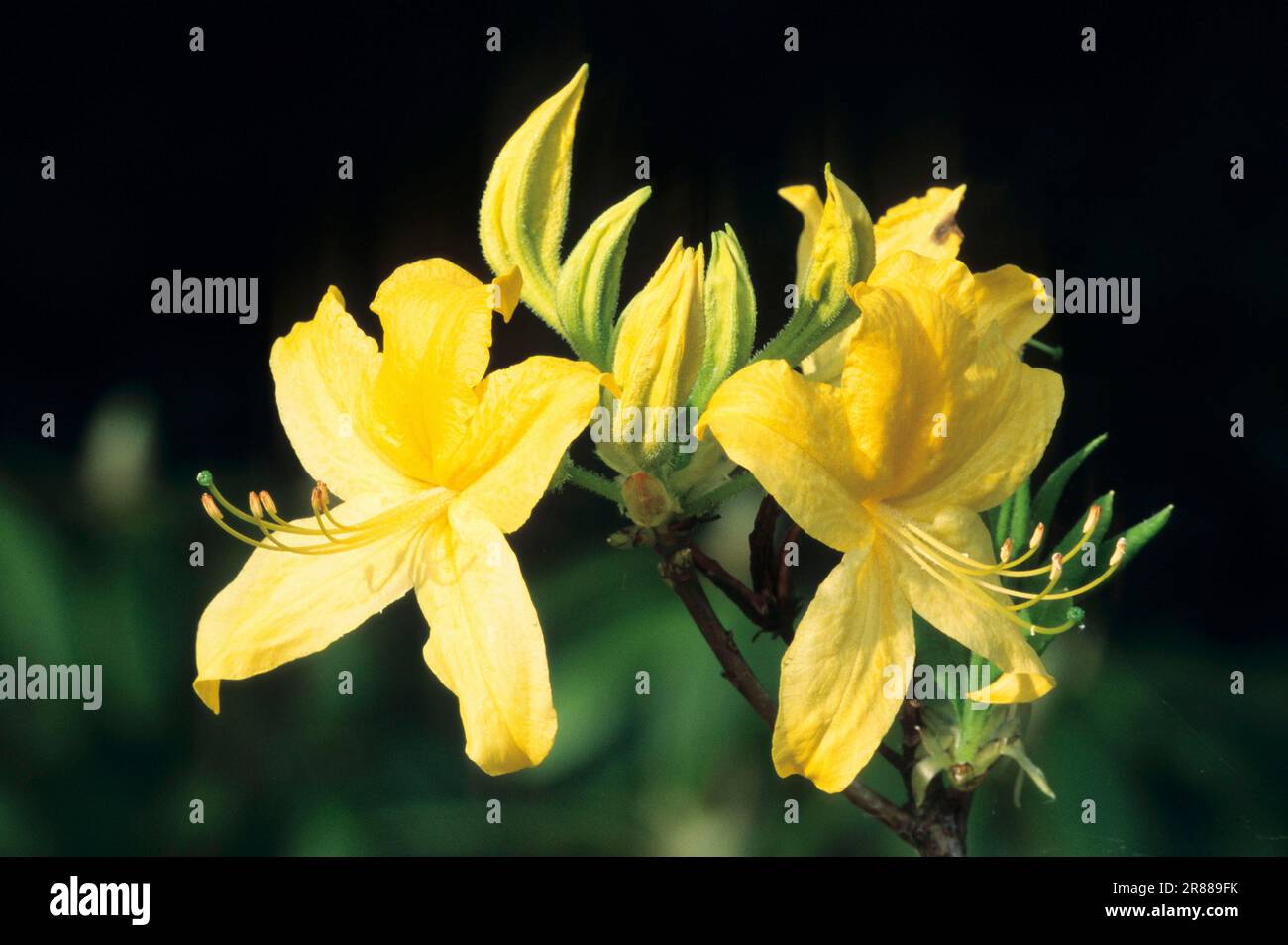 Yellow yellow azalea (Azalea pontica), Honeysuckle Azalea (Rhododendron luteum) Stock Photo