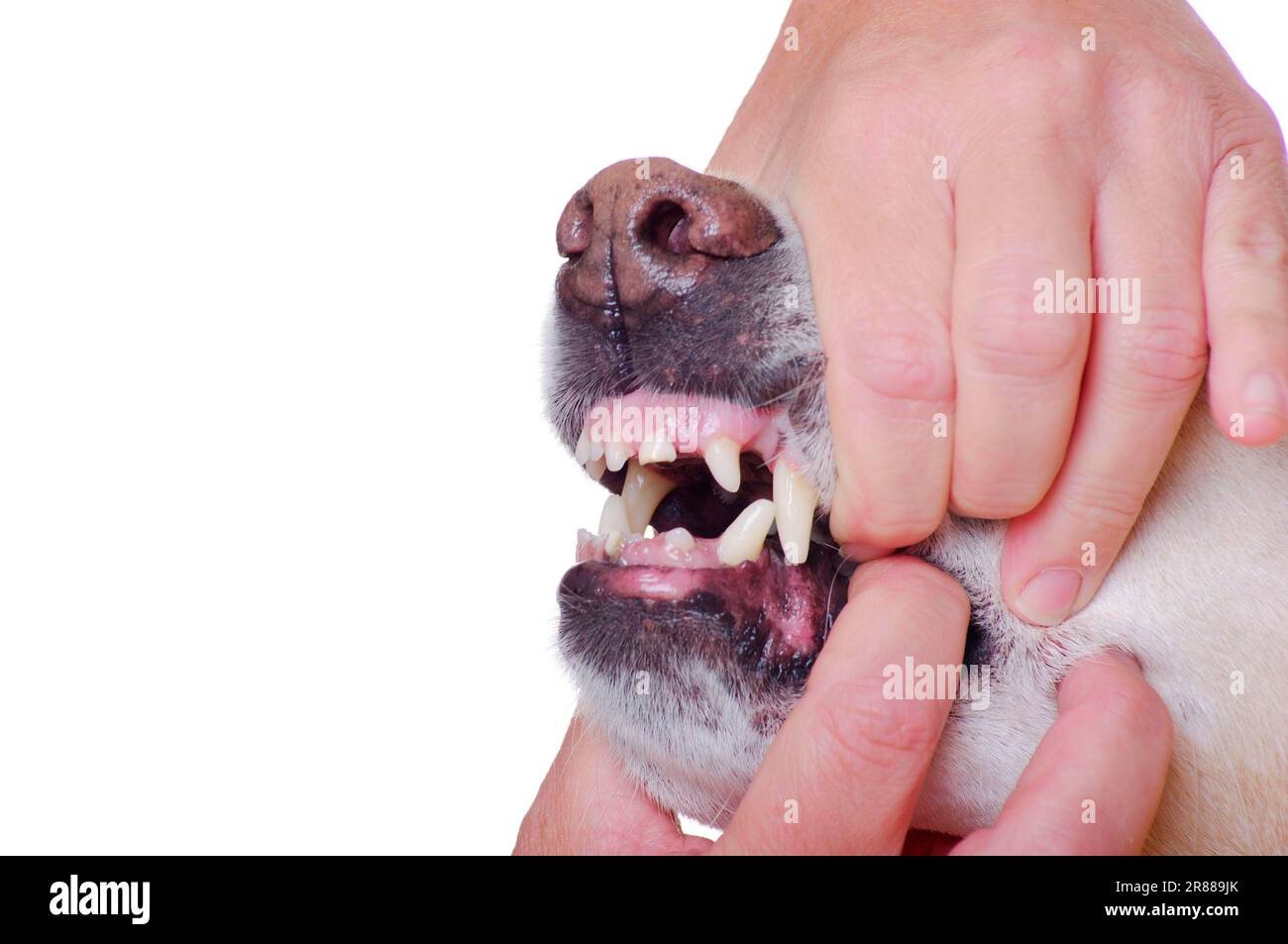 Bite check for Labrador retriever, tooth check, teeth Stock Photo Alamy