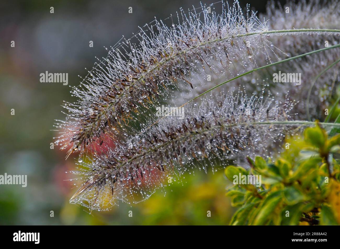 Dewdrop Australian dwarf fountain grass (Pennisetum alopecuroides) Stock Photo