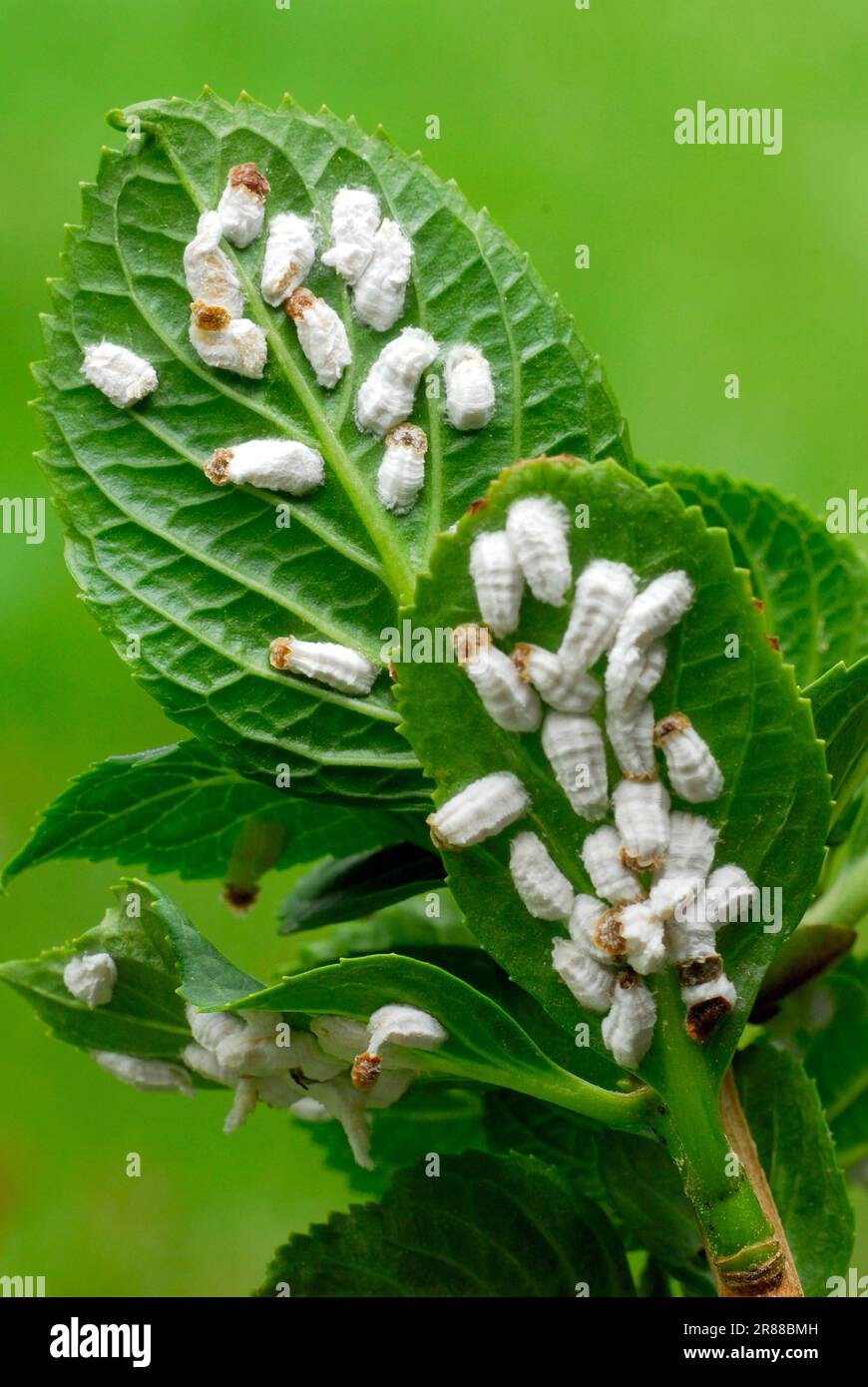 Hydrangea wool scale insects on hydrangea leaves (Pulvinaria hydrangeae), hydrangea wool scale insect, scale insect, plant pest, plant pests Stock Photo