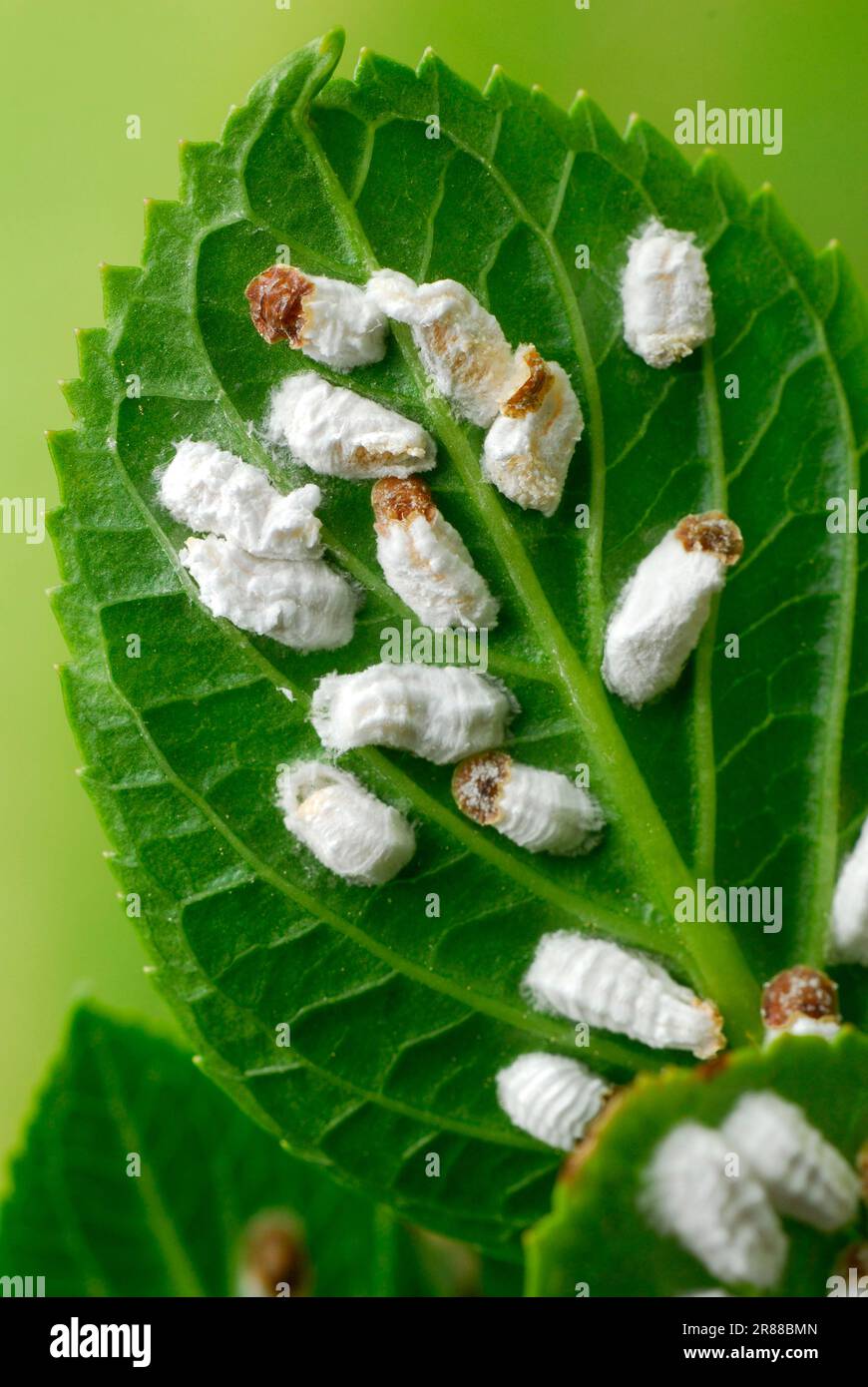 Hydrangea wool scale insects on hydrangea leaves (Pulvinaria hydrangeae), hydrangea wool scale insect, scale insect, plant pest, plant pests Stock Photo