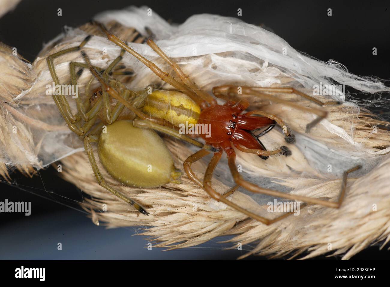 Sac Spiders, pair, Brandenburg, Germany (Cheiracanthium punctorium) Stock Photo