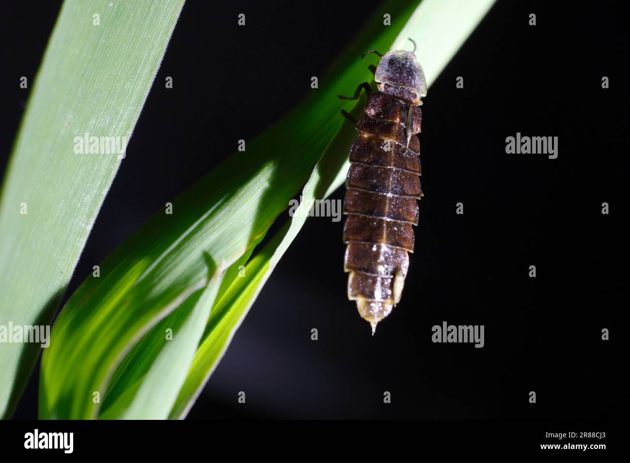 Glow Worm Beetle, female, Lower Saxony, Germany (Lampyris noctiluca) Stock Photo