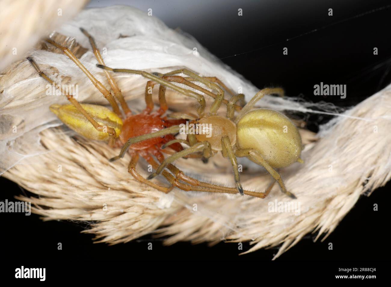 Sac Spiders, pair, Brandenburg, Germany (Cheiracanthium punctorium) Stock Photo