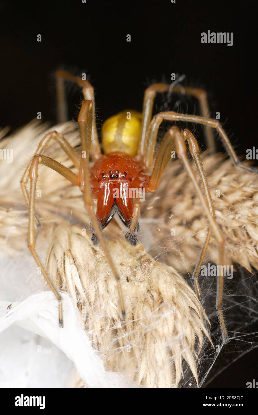 Sac Spider, male, Brandenburg, Germany (Cheiracanthium punctorium) Stock Photo