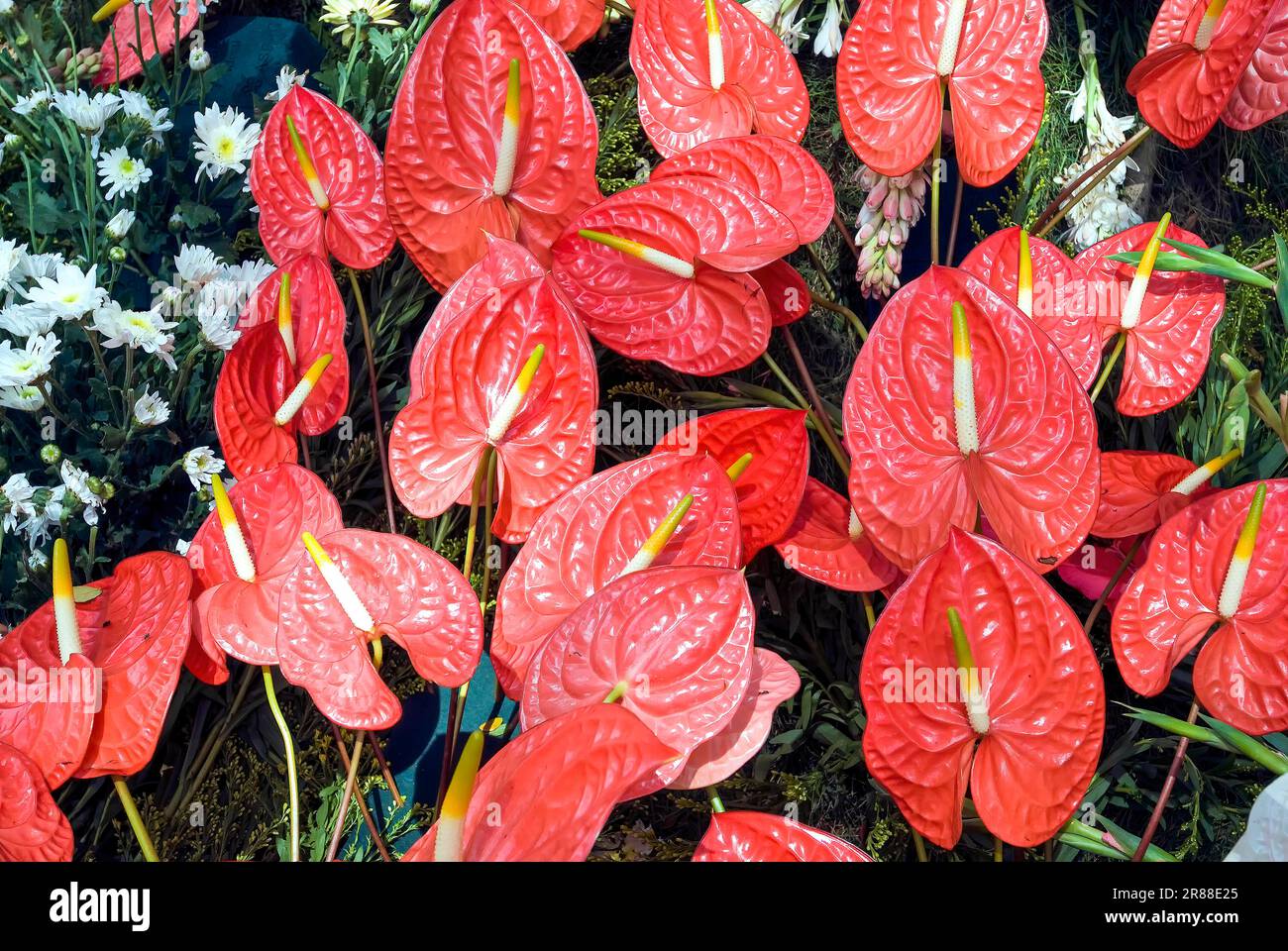 Anthurium Flowers, Flower show at Coimbatore, Tamil Nadu, South India