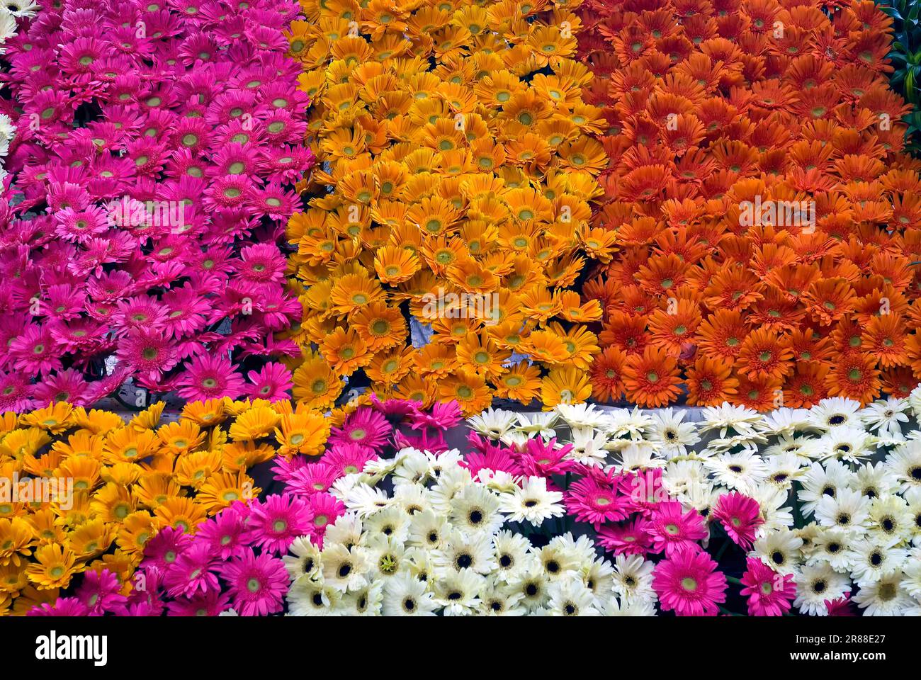 Flower show at Coimbatore, Tamil Nadu, South India, India, Asia Stock