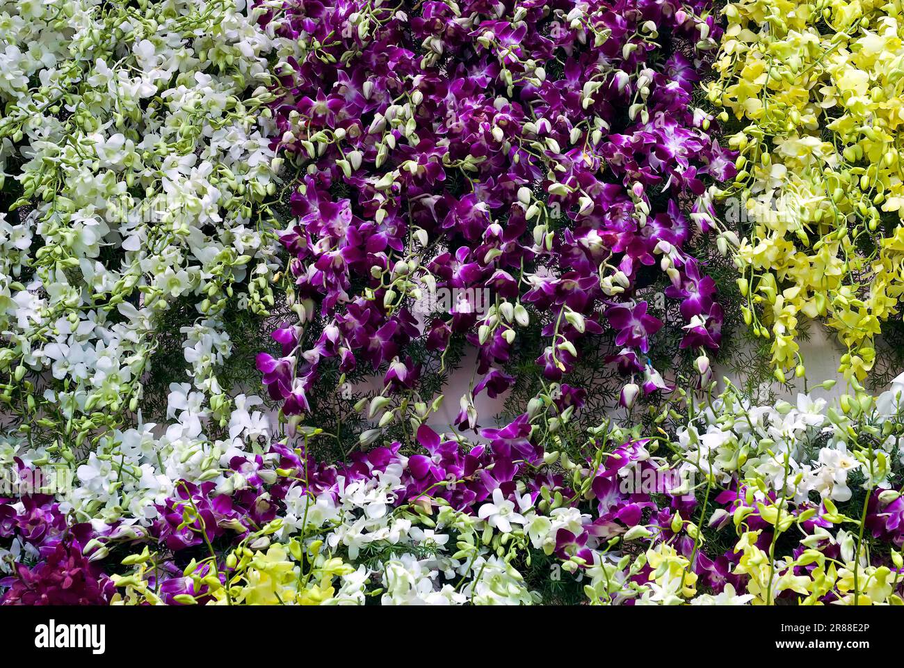 Dendrobium orchid flowers, flower show at Coimbatore, Tamil Nadu, South