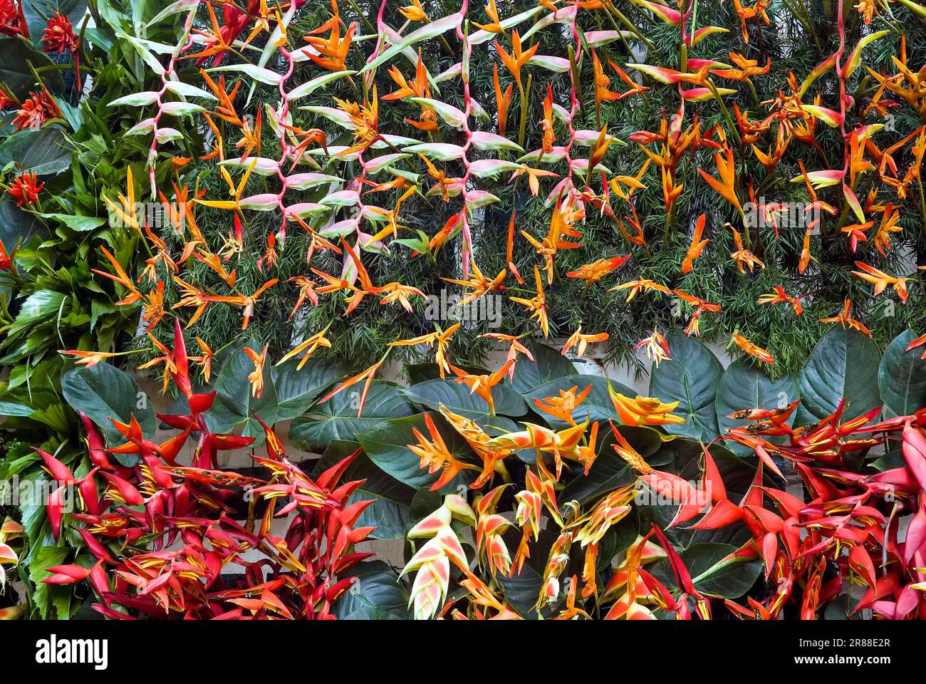 (Heliconia) flowers, flower show at Coimbatore, Tamil Nadu, South India