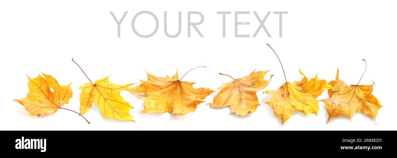 Fallen autumn leaves on white background. Space for your text Stock Photo