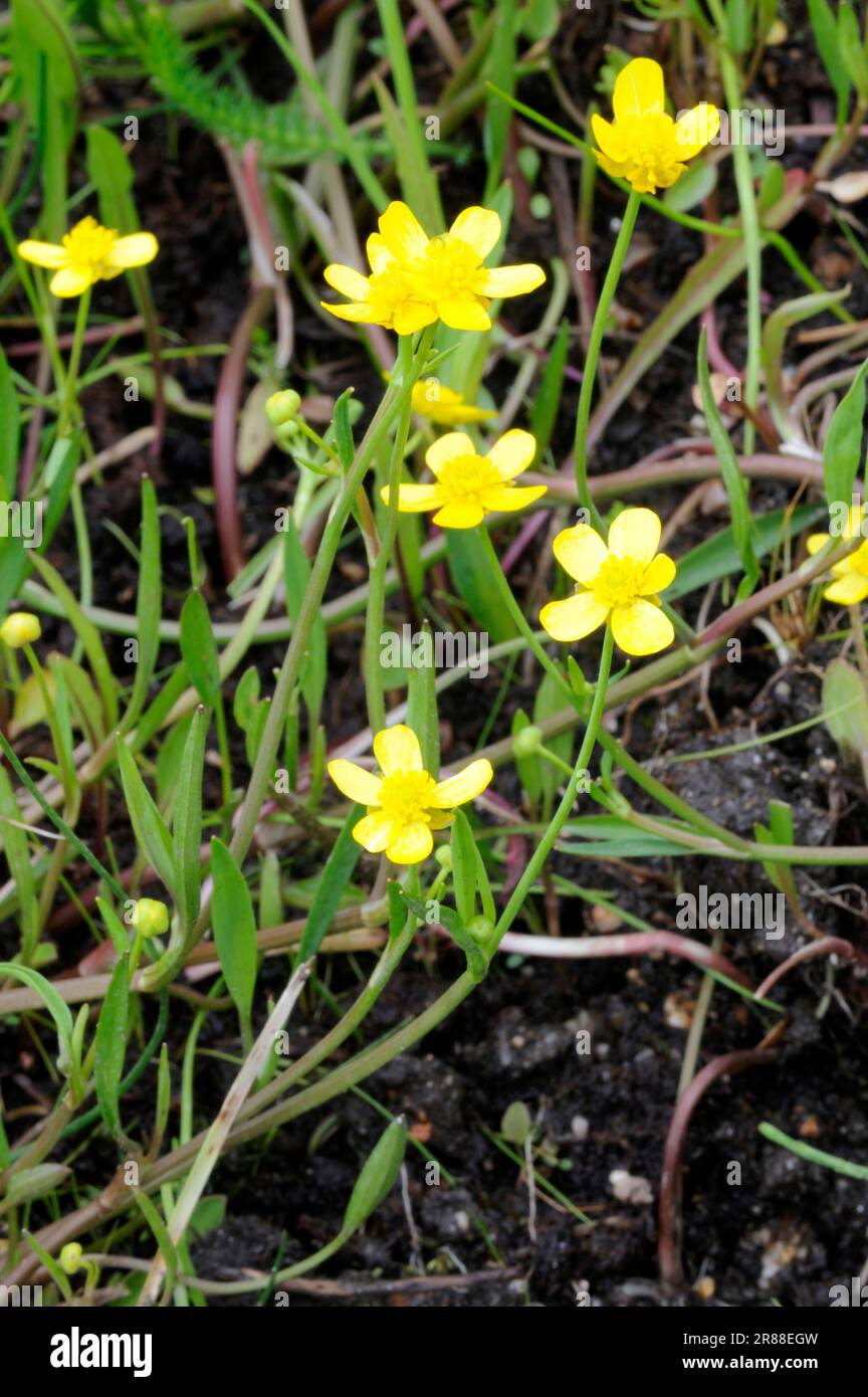 Lesser buttercup (Ranunculus flammula) Stock Photo