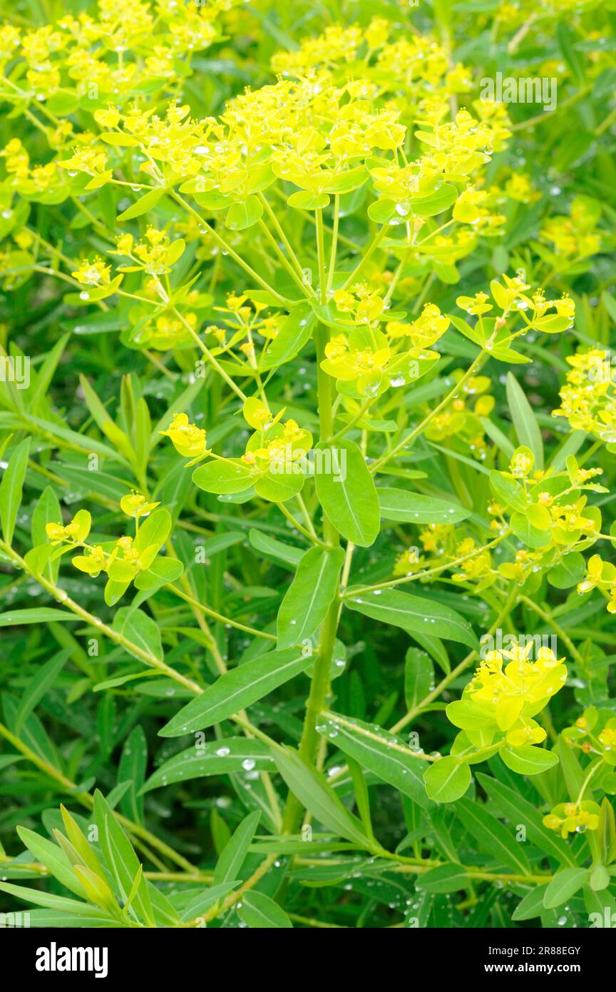 Euphorbia seguieriana (Euphorbia seguieriana) 'Starry cloud' (Euphorbia seguieriana) Stock Photo