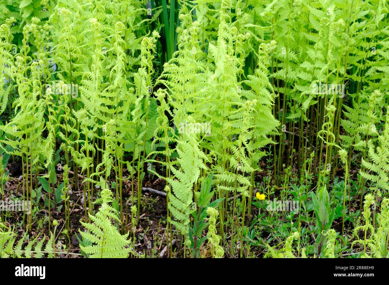 Thelypteris palustris (Thelypteris palustris) (Thelypteris thelypteroides) (Dryopteris thelypteris), Marsh shield fern Stock Photo