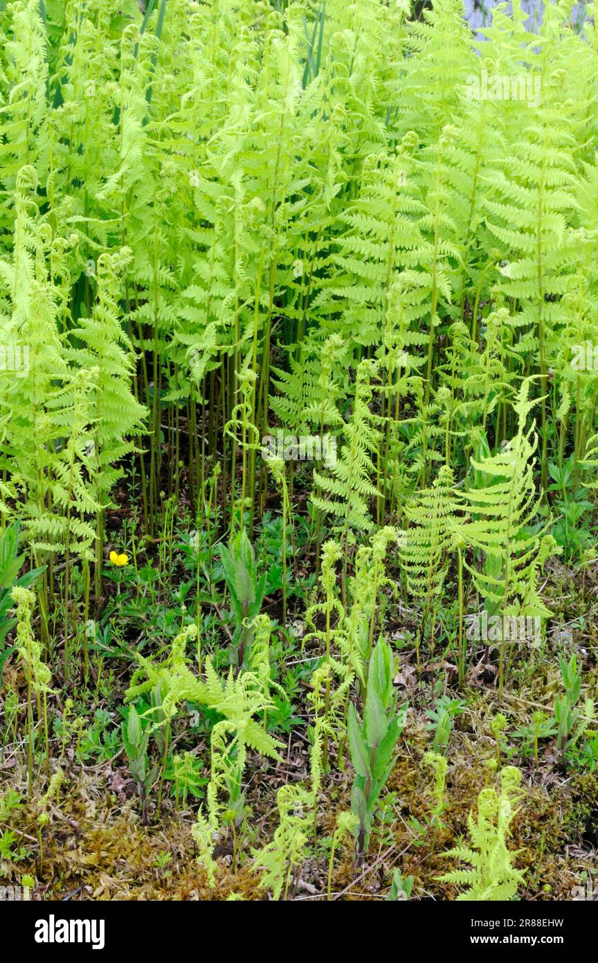 Thelypteris palustris (Thelypteris palustris) (Thelypteris thelypteroides) (Dryopteris thelypteris), Marsh shield fern Stock Photo