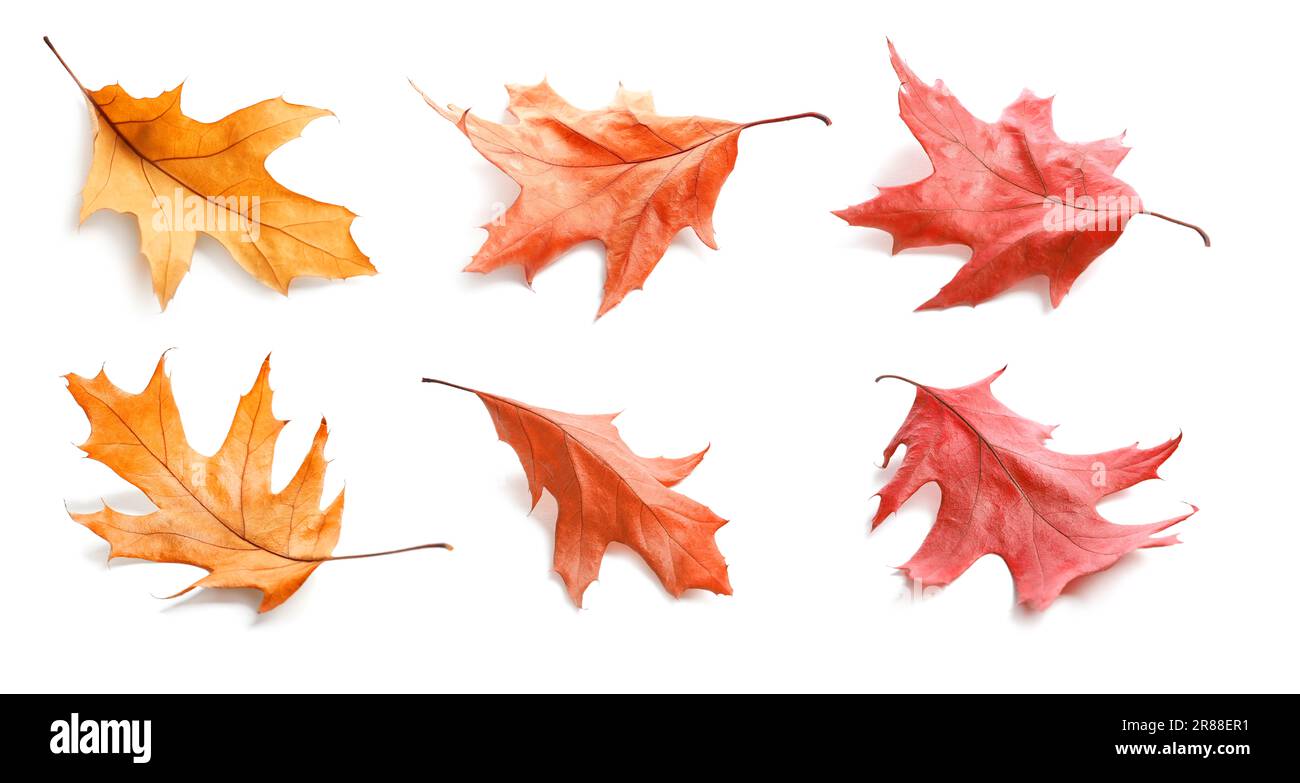 Collage with fallen autumn leaves on white background Stock Photo