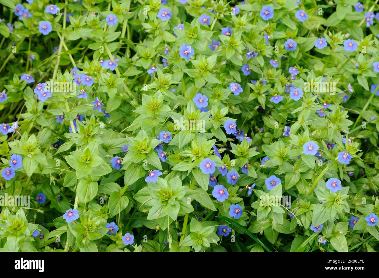Blue field pimpernel (Anagallis arvensis caerulea) Stock Photo