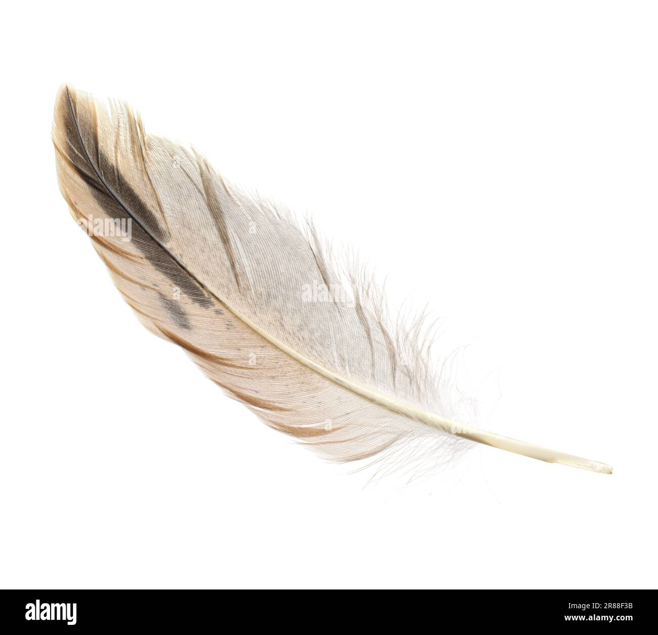 Beautiful grey bird feather isolated on white Stock Photo Alamy