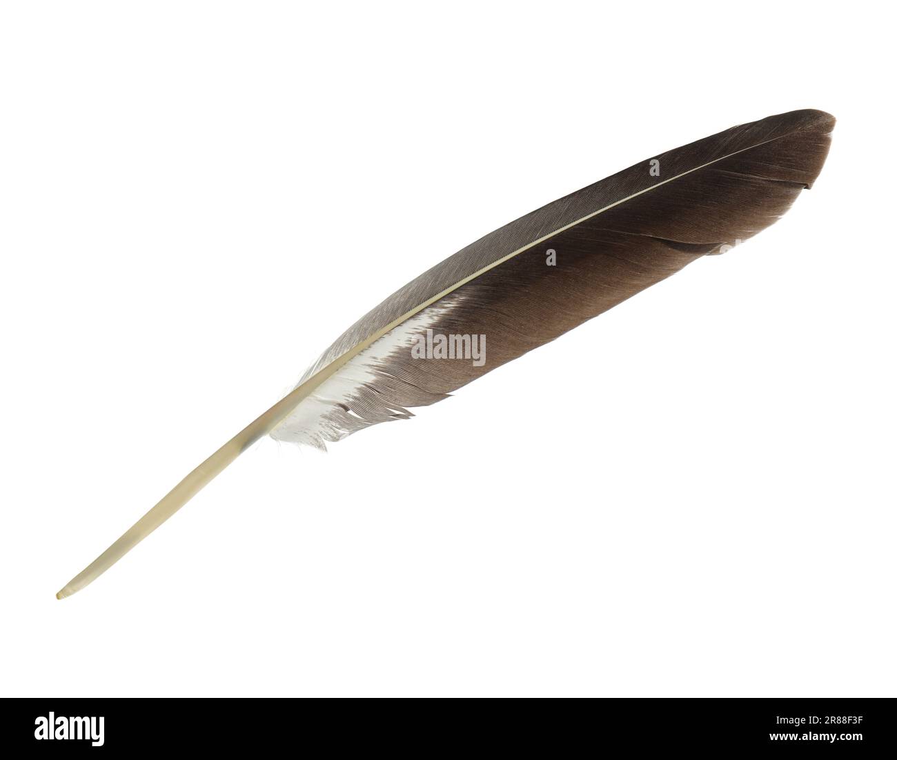 Beautiful grey bird feather isolated on white Stock Photo Alamy