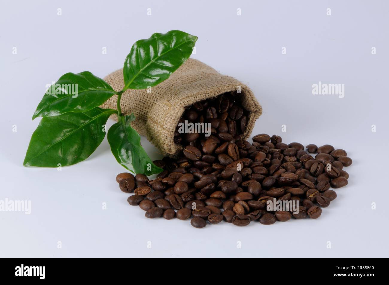 Coffee beans (Coffea arabica), coffee bean, coffee beans Stock Photo