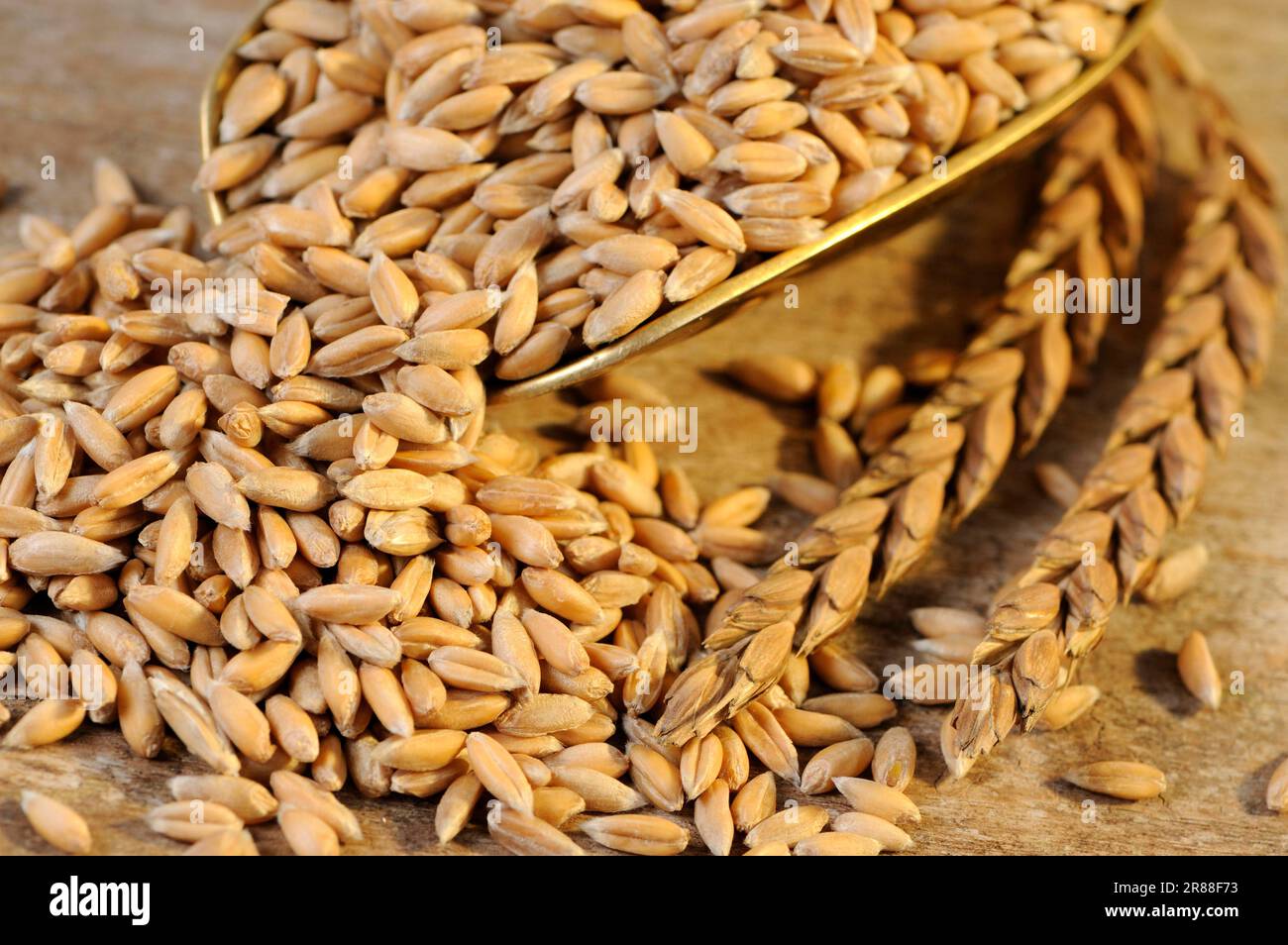 Dinkel wheat (Triticum spelta) Stock Photo