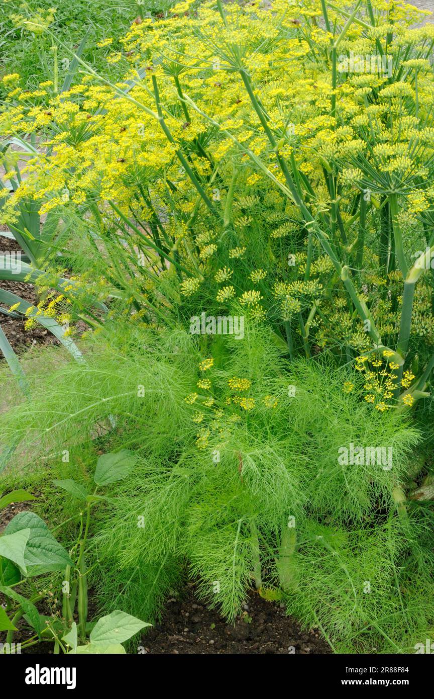 Common fennel (Foeniculum vulgare), Wild fennel Stock Photo - Alamy