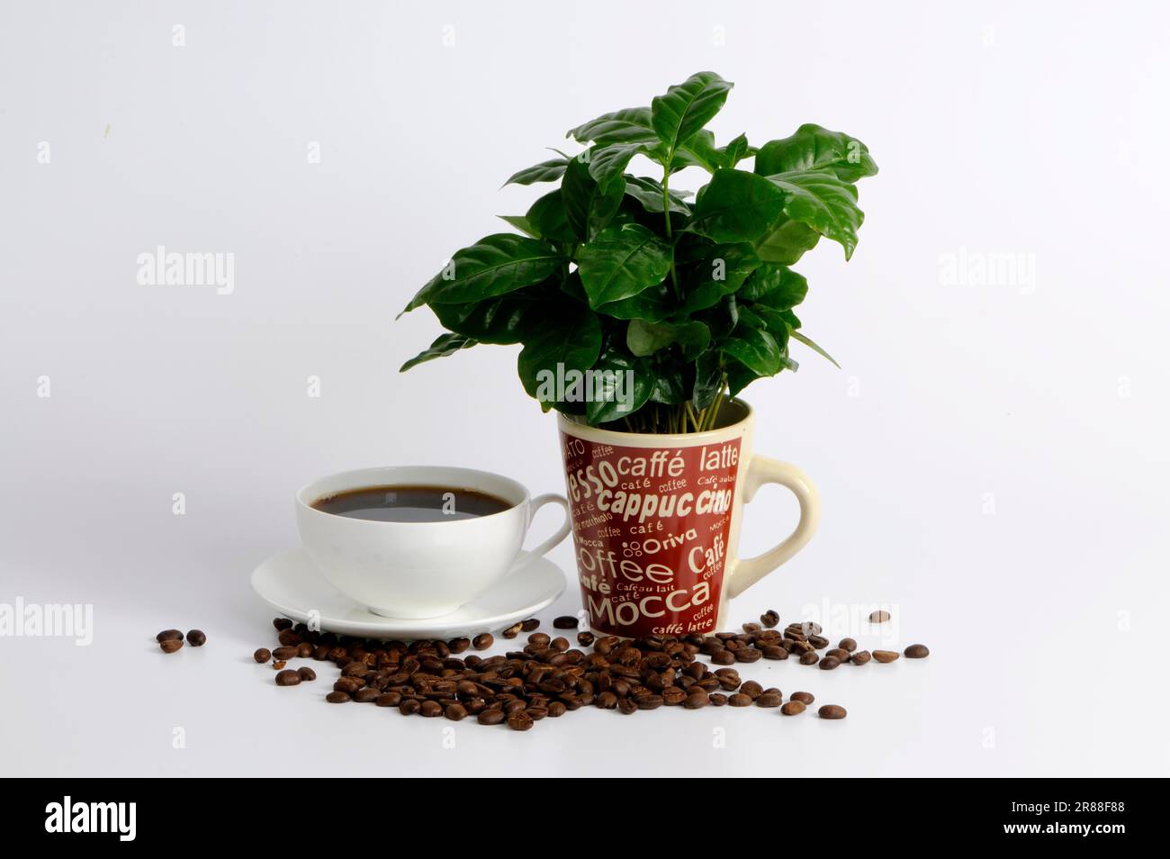 Coffee bush, cup of coffee and coffee beans (Coffea arabica), coffee bean, coffee beans Stock Photo