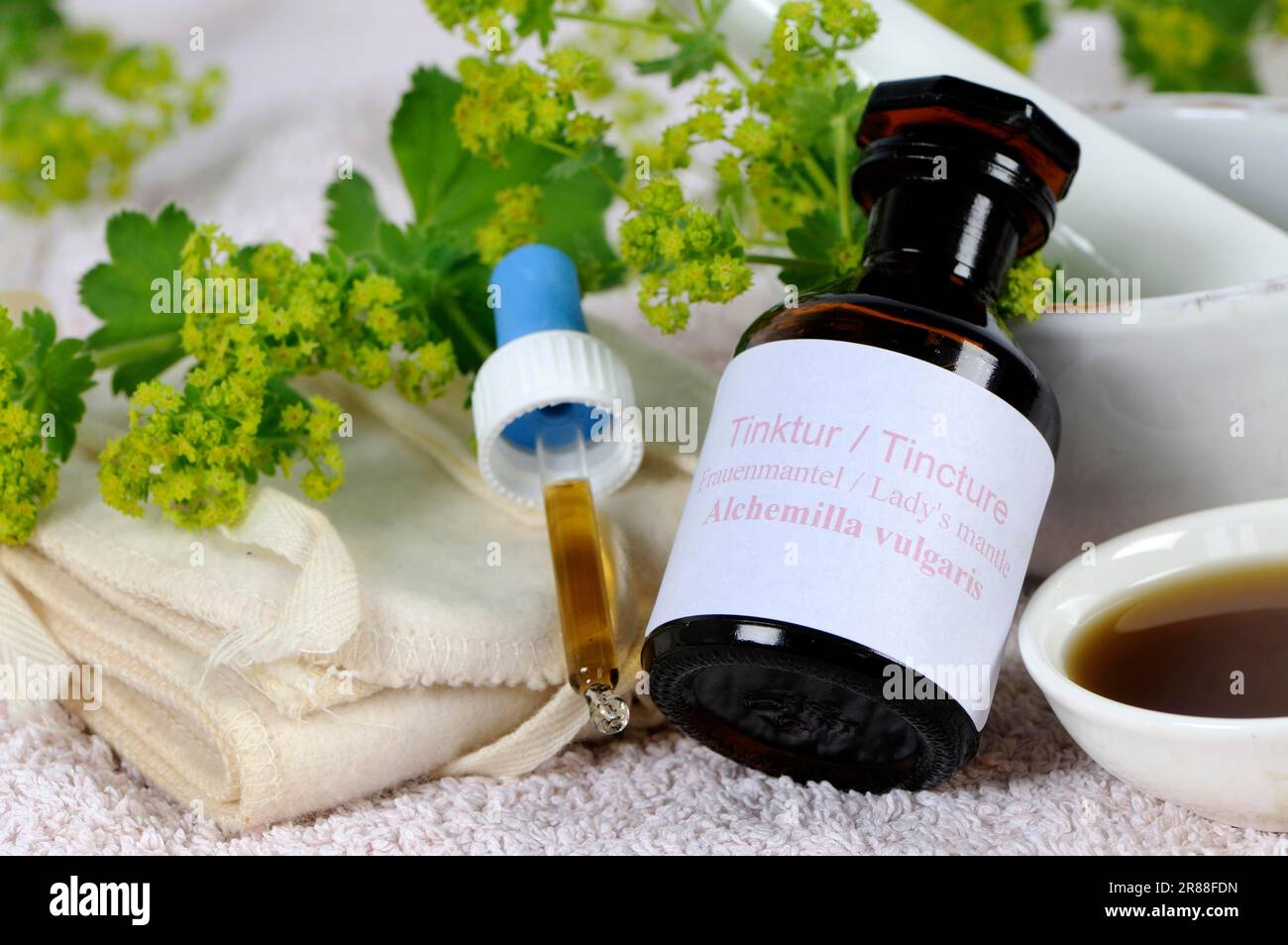 Ladys mantle tincture hi-res stock photography and images - Alamy
